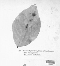 Aecidium hydnoideum image